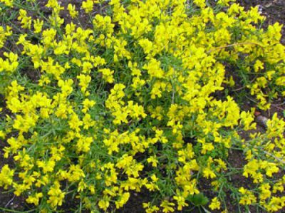 Genista lydia : Taille 40/+ cm  - Pot de 3 litres