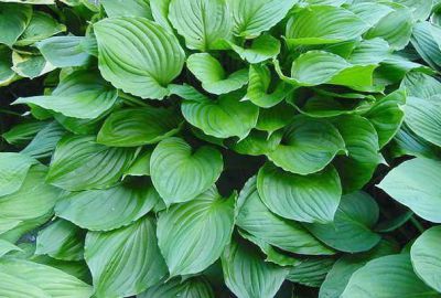 Hosta Royal Stantard : Godet 9x9 cm