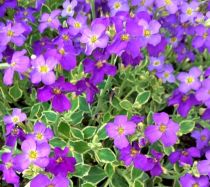 Aubrieta / Aubriète \'Dr Mules Variegated\' : godet de 9x9 cm - 0,6 litre