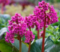 Couvre-sol - Plantes pour talus