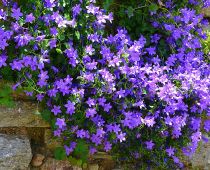 Campanula portenschlagiana \'Resholt Variety\' / Campanule des murailles \'Resholt Variety\' : godet de 9x9 cm - 0,6 litre