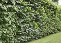 Charmille : taille 125/150 cm - Racines nues - Charme commun / Carpinus betulus