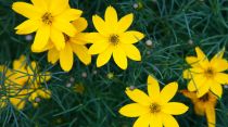 COPIE Coreopsis verticillata \'Zagreb\' : godet de 9x9 cm - 0,6 litre