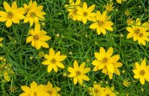 COPIE Coreopsis verticillata \'Zagreb\' : godet de 9x9 cm - 0,6 litre