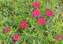 COPIE Dianthus deltoides \'Splendens\' - illet couché \'splendens\' : godet de 9x9 cm - 0,6 litre