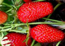 COPIE Fraisier \'Gariguette\' - Fragaria x ananassa \'Gariguette\' : 5/10 cm - godet de 10,5 cm