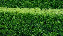 COPIE Ilex crenata \'Dark Green\' : taille 10/+ cm - godet de 9x9 cm