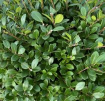 COPIE Ilex crenata \'Dark Green\' : taille 10/+ cm - godet de 9x9 cm