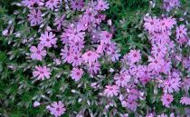 COPIE Phlox subulata \'Fort Hill\' : godet de 9x9 cm - 0,6 litre