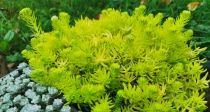 COPIE Sedum \'Lemon Ball\' : godet de 9x9 cm - 0,6 litre