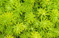 COPIE Sedum \'Lemon Ball\' : godet de 9x9 cm - 0,6 litre