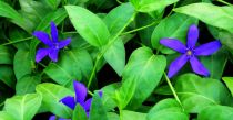 COPIE Vinca Acutiloba - Grande pervenche acutiloba : godet de 9x9 cm - 0,6 litre