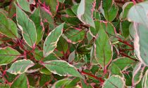 Cornus alba \'Miracle\' / Cornouiller blanc \'Miracle\' : taille 40/+ cm - pot de 3 litres