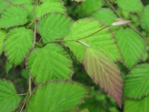 Corylopsis pauciflora / Faux noisetier : taille 30/+ cm - pot de 2.5 litres