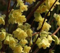 Corylopsis pauciflora / Faux noisetier : taille 30/+ cm - pot de 2.5 litres