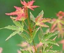 Plantes de terre de bruyre