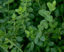 Euonymus fortunei \'Minimus\' : taille 5/10 cm - pot de 1,3 litres