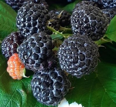 Framboisier \'Black Jewel (Rubus idaeus \'Black Jewel\'): 30/50 cm - pot de 2 litres