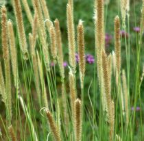 Herbe aux écouvillons macrourum White Lancer : pot de 2 litres