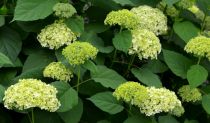 Hortensia arborescens \'Hills Of Snow\' : taille 40/60 cm - pot de 3 litres