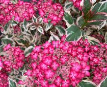 Hydrangeas serrata Euphoria Pink - Hortensia serrata Euphoria Pink : taille 40/60 cm - pot de 3 litres