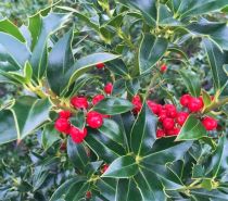 \'Ilex aquifolium \'Alaska\' / Houx commun \'Alaska\' : godet de 9x9 cm - pot de 3 litres