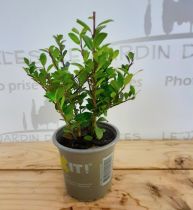 Ilex crenata \'Dark Green\' : taille 10/+ cm - godet de 9x9 cm