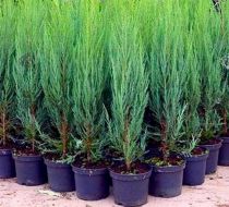 Juniperus scopulorum \'Blue Arrow\' / Genévrier des Rocheuses \'Blue Arrow\' : taille 60/80 cm - pot de 2,5/3 litres