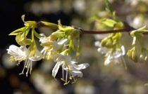 Lonicera fragrantissima - Chèvrefeuille arbustif d\'hiver : taille 40/60 cm - Racines Nues