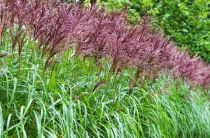 Miscanthus sinensis \'Malepartus\' : godet de 9x9 cm - pot de 3 litres