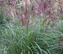 Miscanthus sinensis \'Red Chief\' : godet de 9x9 cm - pot de 2 litres