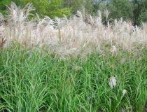 Miscanthus sinensis \'Silberfeder\' : godet de 9x9 cm - pot de 3 litres