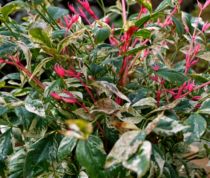 Nandina domestica Twilight - Bambou sacré Twilight : taille 40/+ cm - pot de 3 litres