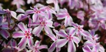 Phlox Mousse Candy Stripes : godet de 9x9 cm - 0,6 litre