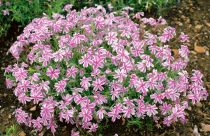 Phlox Mousse Candy Stripes : godet de 9x9 cm - 0,6 litre