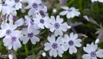 Phlox subulata Bavaria : godet de 9x9 cm - 0,6 litre