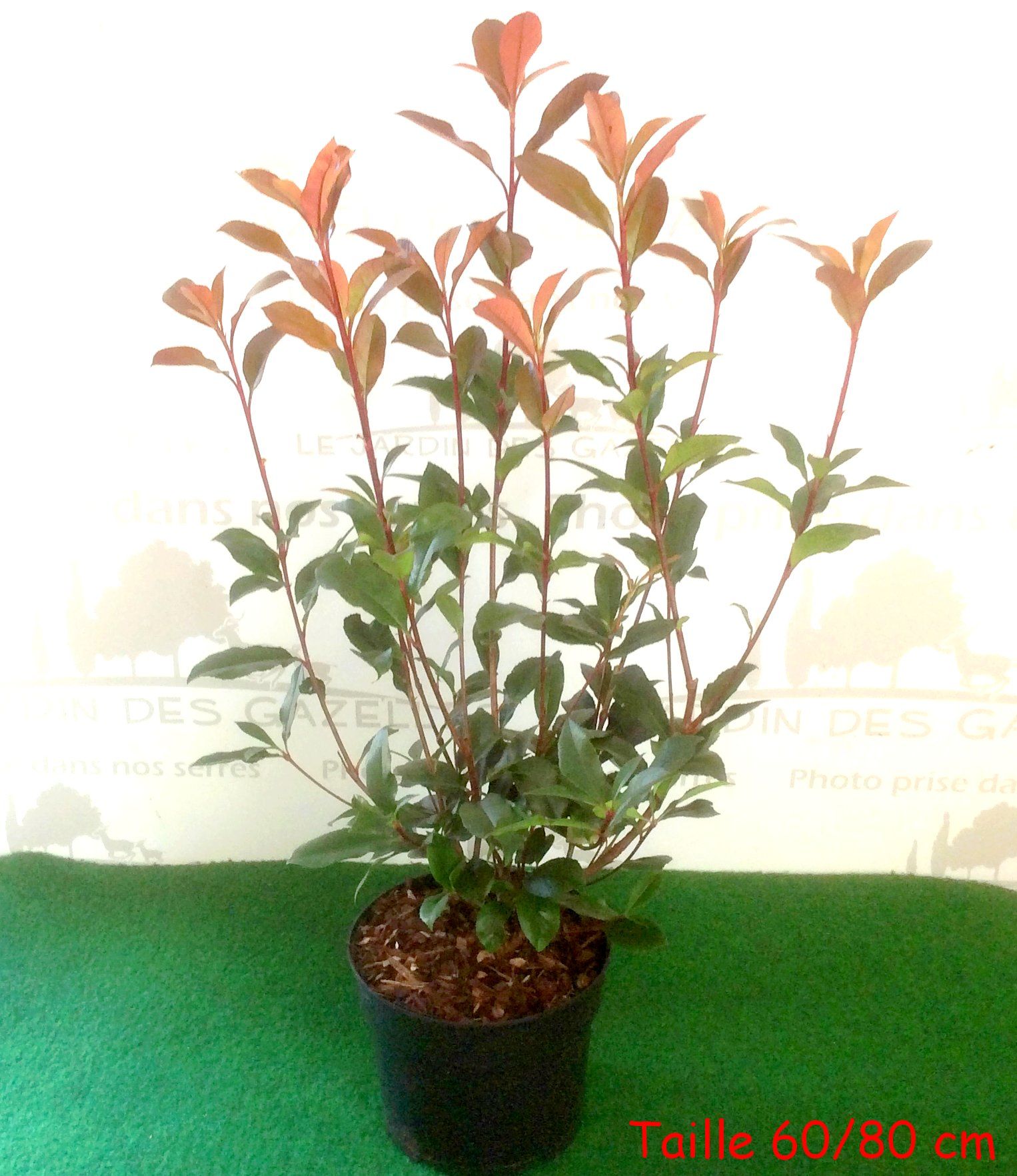 Cadre végétal médium paysage - rouge - 30 cm x 48 cm x épaisseur 8 cm -  Cdiscount Jardin