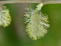 Salix Cinerea - Saule cendré - osier cendré : taille 60/80 cm - Racines Nues