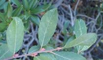 Salix Cinerea - Saule cendré - osier cendré : taille 60/80 cm - Racines Nues