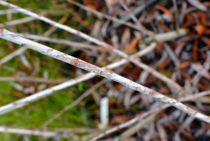 Salix irrorata / Saule à tige bleue : taille 60/80 cm - Racines Nues