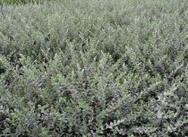 Salix repens \'Nitida\'  Saule rampant brillant : taille 40/60 cm - Racines Nues