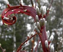 Salix udensis \'Sekka\' - Saule de Sakhaline : taille 60/80 cm - Racines Nues