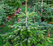 Sapin de Nordmann - Abies nordmanniana : taille 15/+ cm - Racines Nues