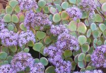 Sedum \'Sieboldii\' : godet de 9x9 cm - 0,6 litre