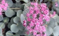 Sedum \'Sieboldii\' : godet de 9x9 cm - 0,6 litre