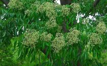 Tetradium daniellii - Arbre aux cent mille fleurs : taille 40/+ cm - pot de 3 litres