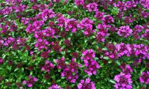 Thymus praecox \'Coccineus\' - Thym couché, Thym précoce : godet de 9x9 cm - 0,6 litre