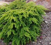 Tsuga canadensis \'Jeddeloh\' / Pruche du Canada nain : taille 20/25 cm - pot de 2,5 litres : taille 20/25 cm - pot de 2,5 litres