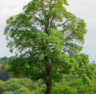 Ulmus campestris / Orme champtre : taille 60/80 cm - Racines Nues