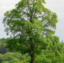 Ulmus campestris / Orme champêtre : taille 60/80 cm - Racines Nues